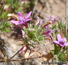 Navarretia hamata ssp. hamata