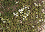Minuartia nuttallii var. gracilis