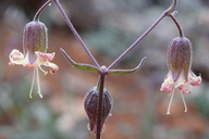 Silene campanulata ssp. campanulata