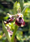 Ophrys fuciflora ssp. oxyrrhynchos