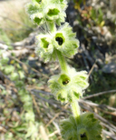 Stachys albens