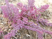 Suaeda nigra