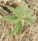 Solanum elaeagnifolium