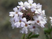 Glandularia racemosa