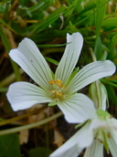 Linmanthes douglasii ssp. nivea