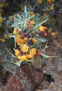 Berberis trifoliolata