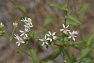 Toothed Whitetop Aster