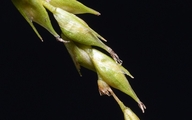 Carex cyrtostachya