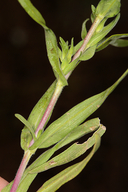 Hemizonia congesta ssp. tracyi