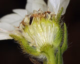 Hemizonia congesta ssp. tracyi