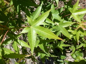 Acer serrulatum