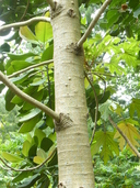 Magnolia sharpii
