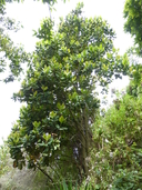 Magnolia sharpii