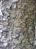Quercus obtusata