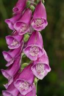 Digitalis purpurea