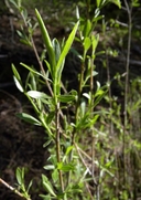 Salix orestera