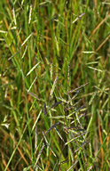 California Semaphore-grass