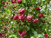 Roveanthus strigosus