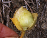 Calystegia soldanella