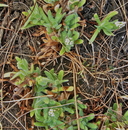 Plagiobothrys mollis