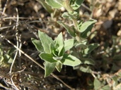 Oenothera hartwegii ssp. pubescens
