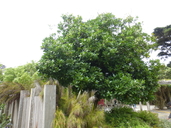 Corynocarpus laevigata