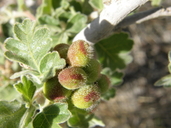 Rhus aromatica var. pilosissima