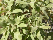 Quercus x mohriana