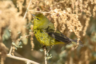 Orange-crowned Warbler