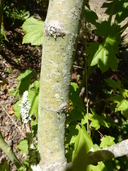 Acer circinatum