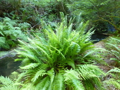 Struthiopteris spicant