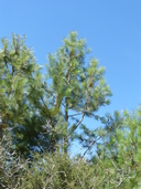 Pinus attenuata