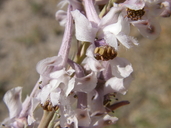 Delphinium wootonii