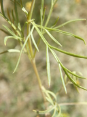 Thelesperma simplicifolium