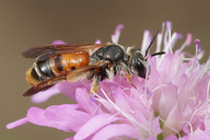 Andrena hattorfiana