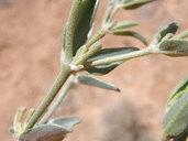 Acleisanthes lanceolata