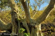 Ficus abutilifolia