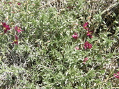 Krameria lanceolata