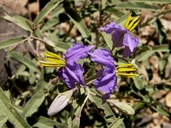 Solanum elaeagnifolium