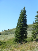 Abies concolor