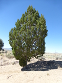 Juniperus osteosperma