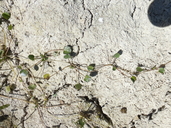 Halerpestes cymbalaria