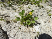 Halerpestes cymbalaria