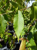 Acer caprinifolium