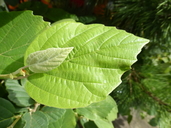 Fothergilla gardenii
