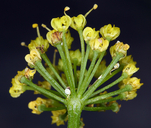 Lomatium triternatum var. triternatum
