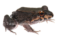 Central American Bullfrog