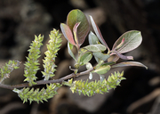Photo of Salix delnortensis
