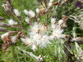 Vernonia capensis