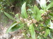 Quercus saltillensis